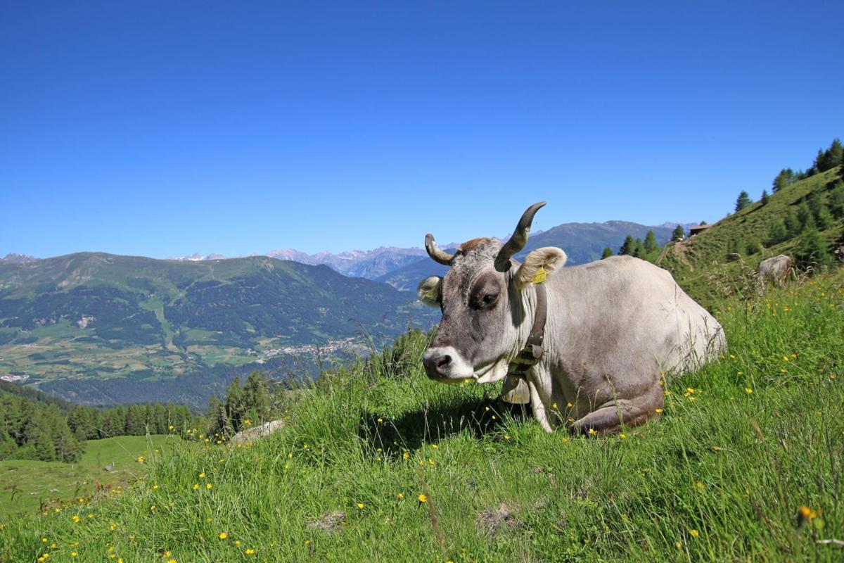 Pension Fuchs Pfunds Extérieur photo
